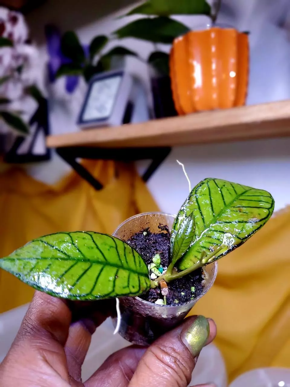 🌱 Hoya Gunung Gading ❤️‍🔥 Rooted Cutting #2 thumbnail