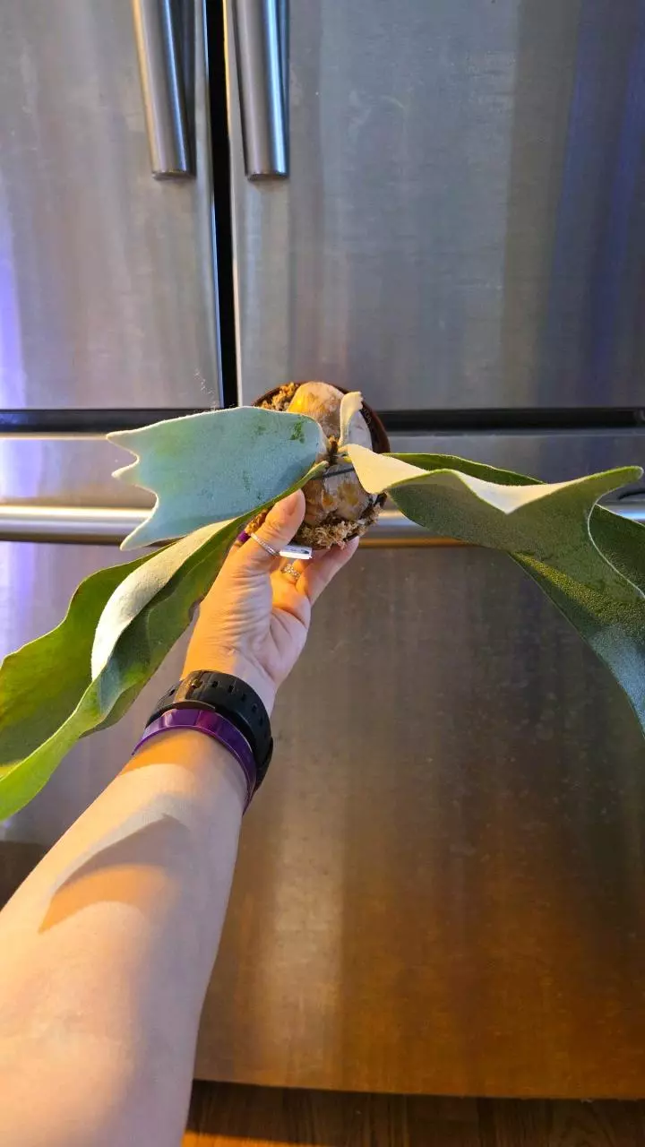 Platycerium Celso Tatsuta XL thumbnail