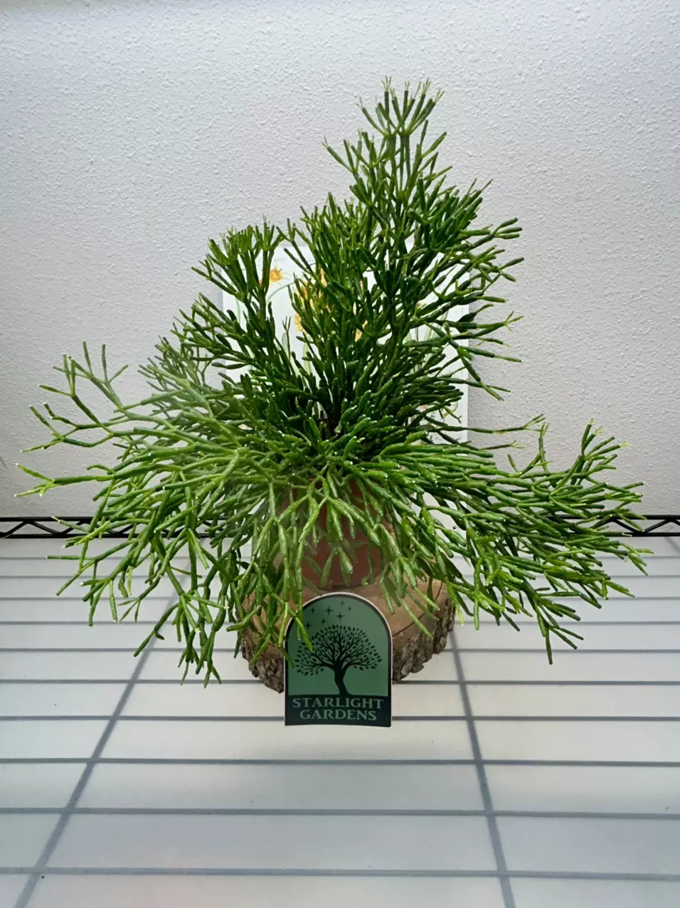 Hatoria (Dancing Bones) thumbnail