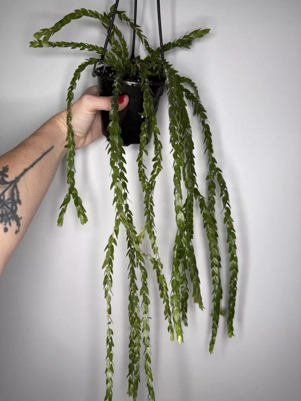 Huperzia Hang Hong thumbnail