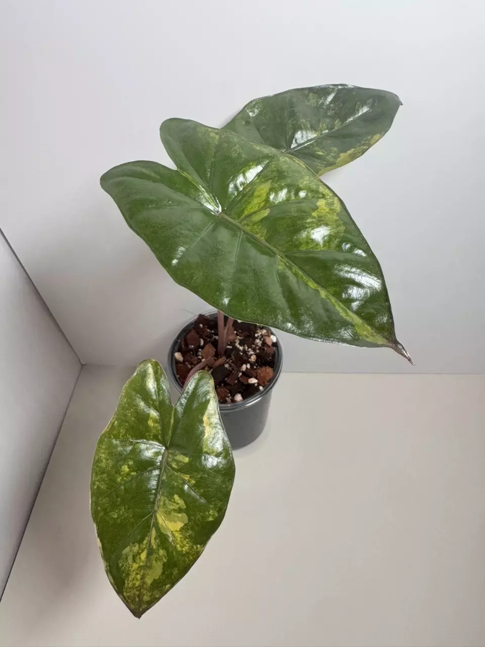 Alocasia Yucatán Princess Var 0737 thumbnail