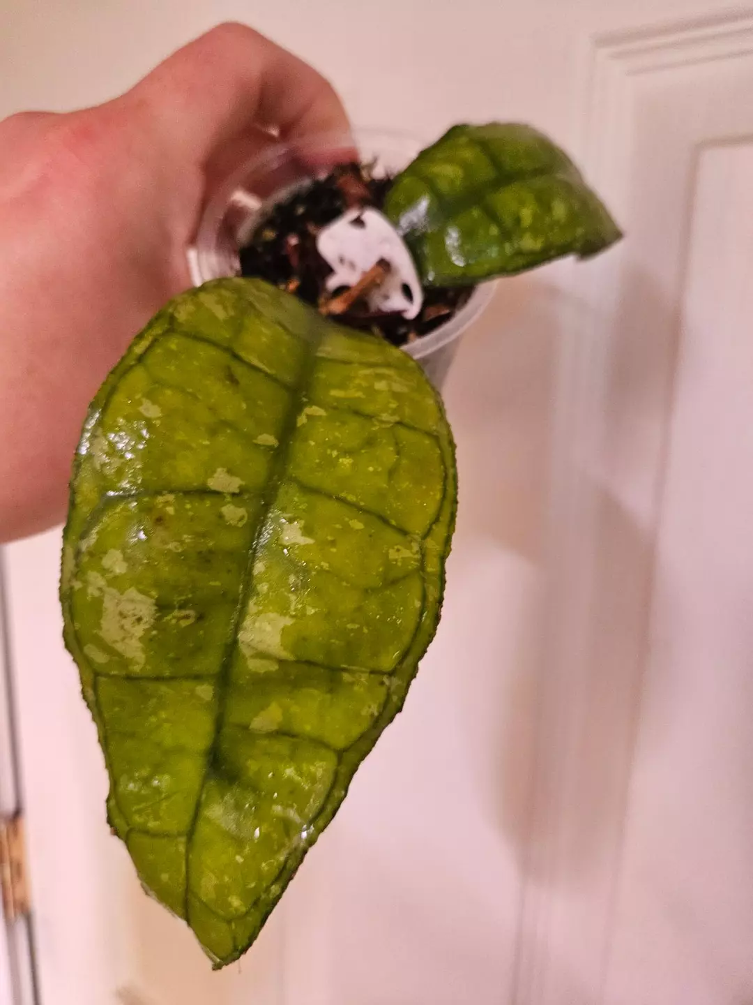 Hoya Nong Nooch splash thumbnail