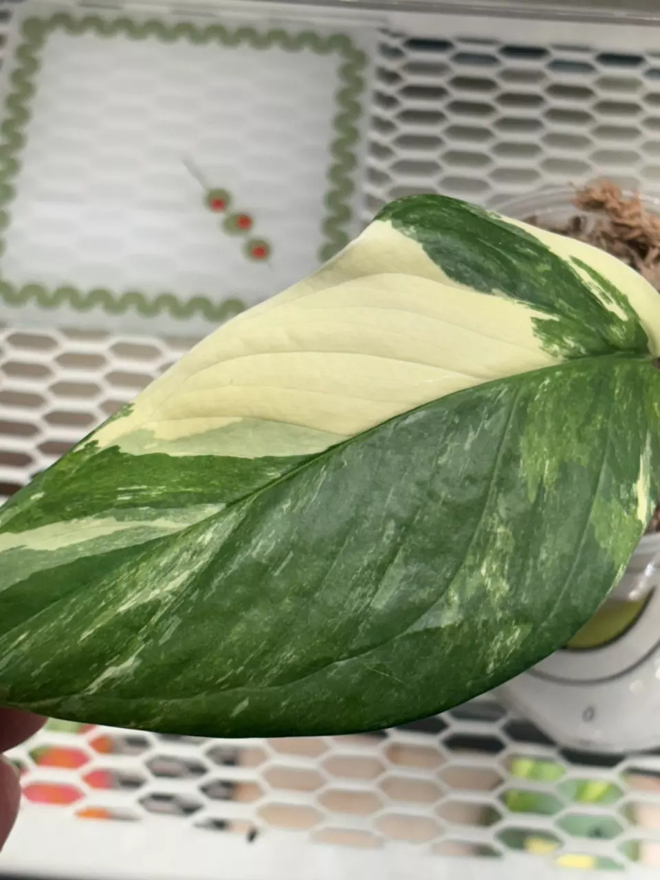 ML4- monstera lechleriana albo thumbnail