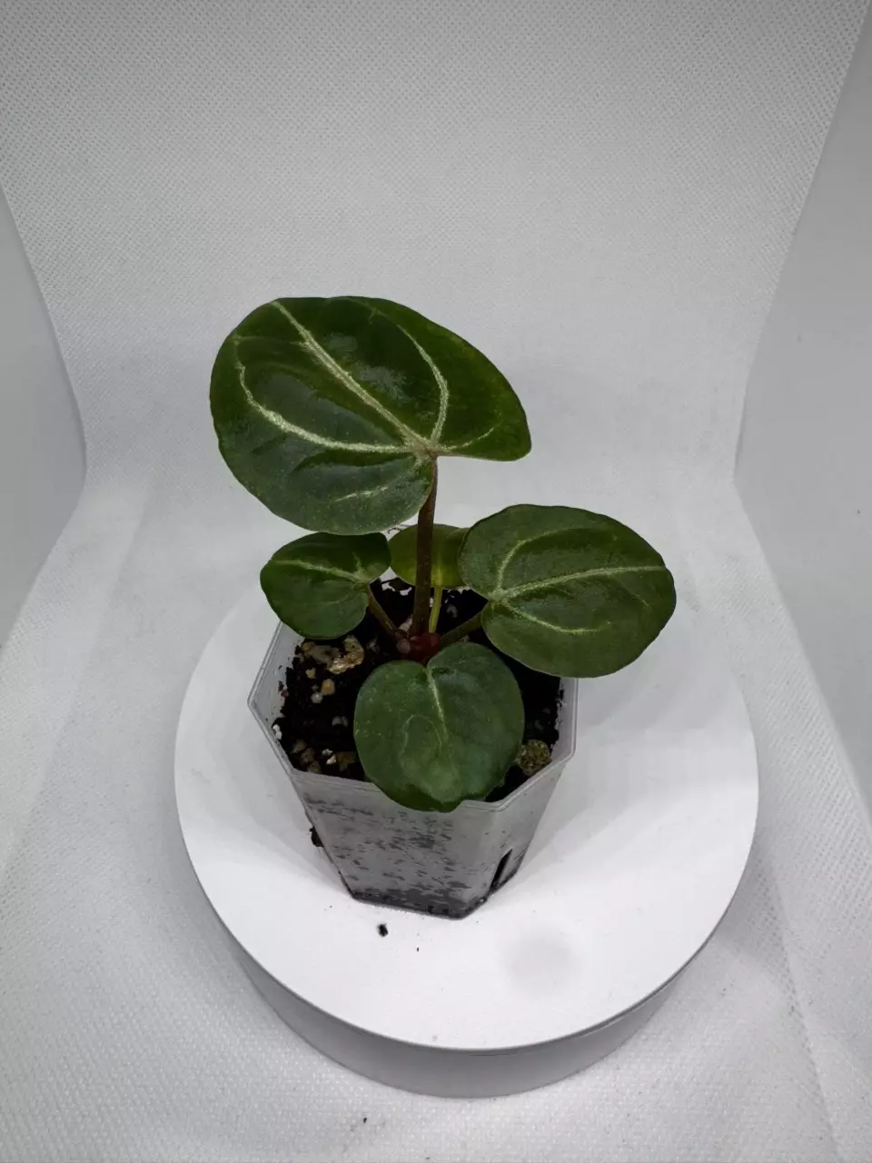 [(Zara x Michelle) x Besseae AFF] x Michelle thumbnail