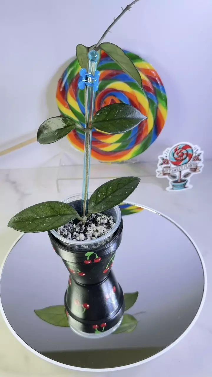 Hoya sp. Vietnam X-21 thumbnail