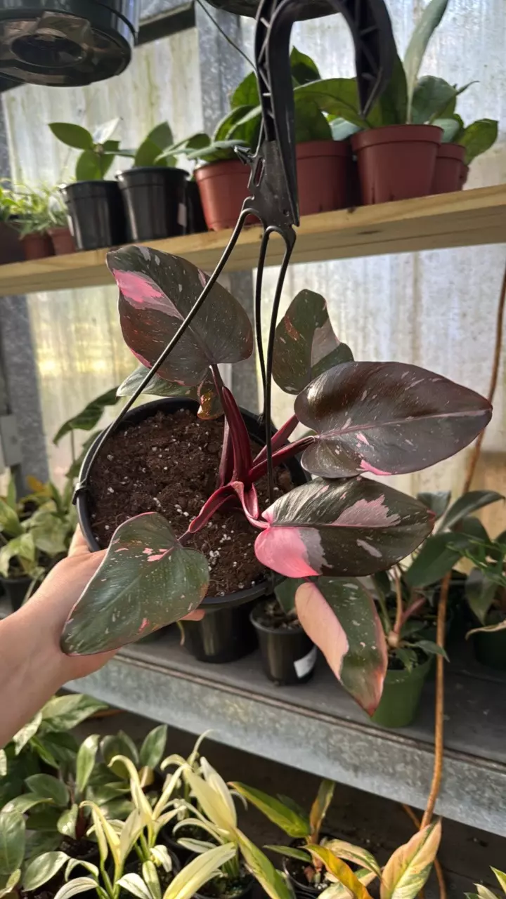 300 Philodendron Pink Princess 8” thumbnail