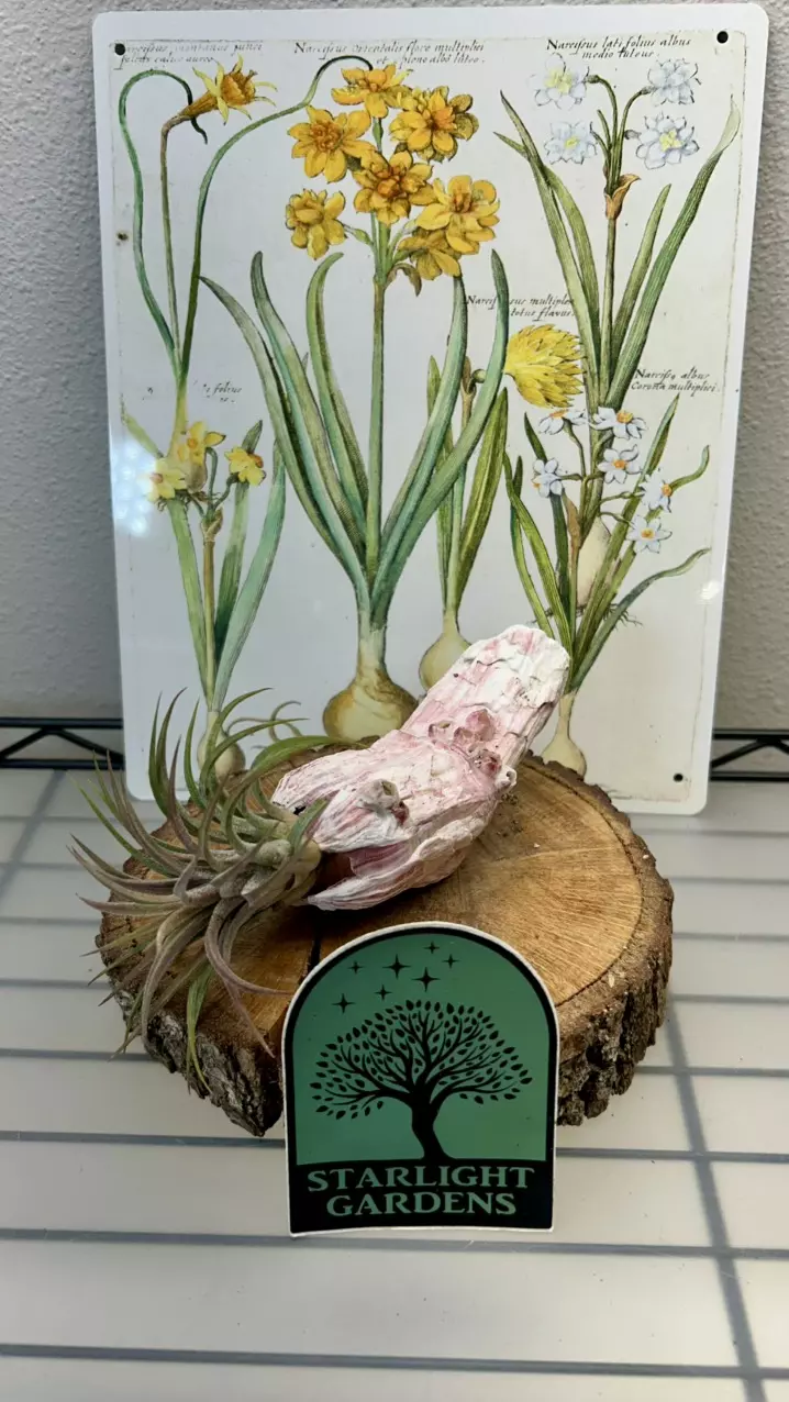 Barnacle with Tillandsia Rubra thumbnail