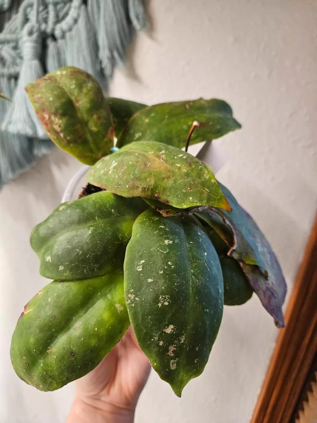 Hoya Mitrata Red Vein thumbnail