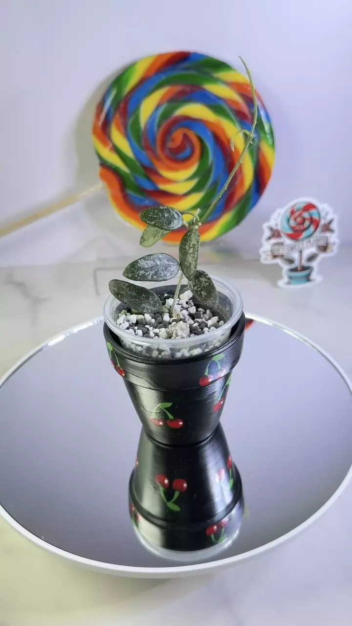 Hoya Lima splash thumbnail