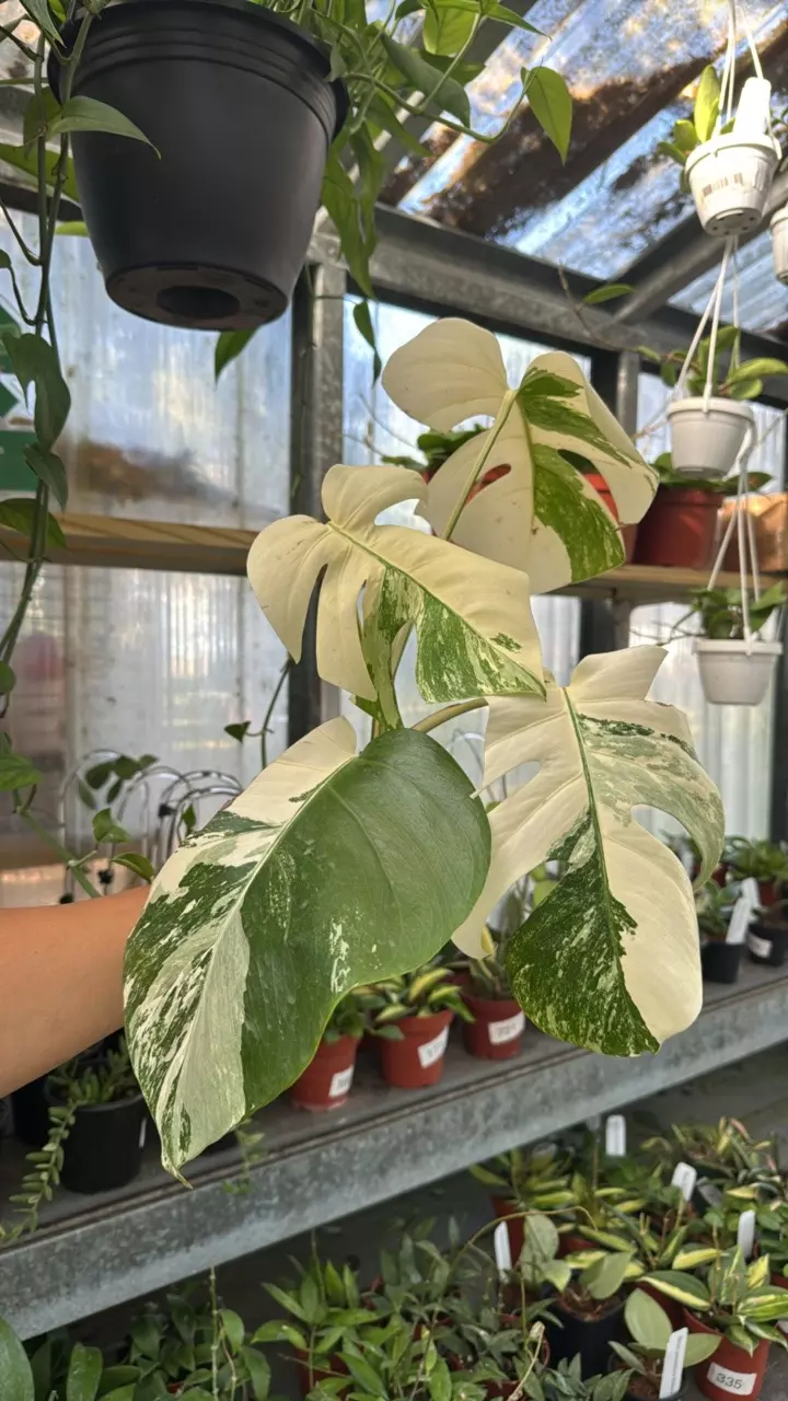 290 Monstera Albo thumbnail