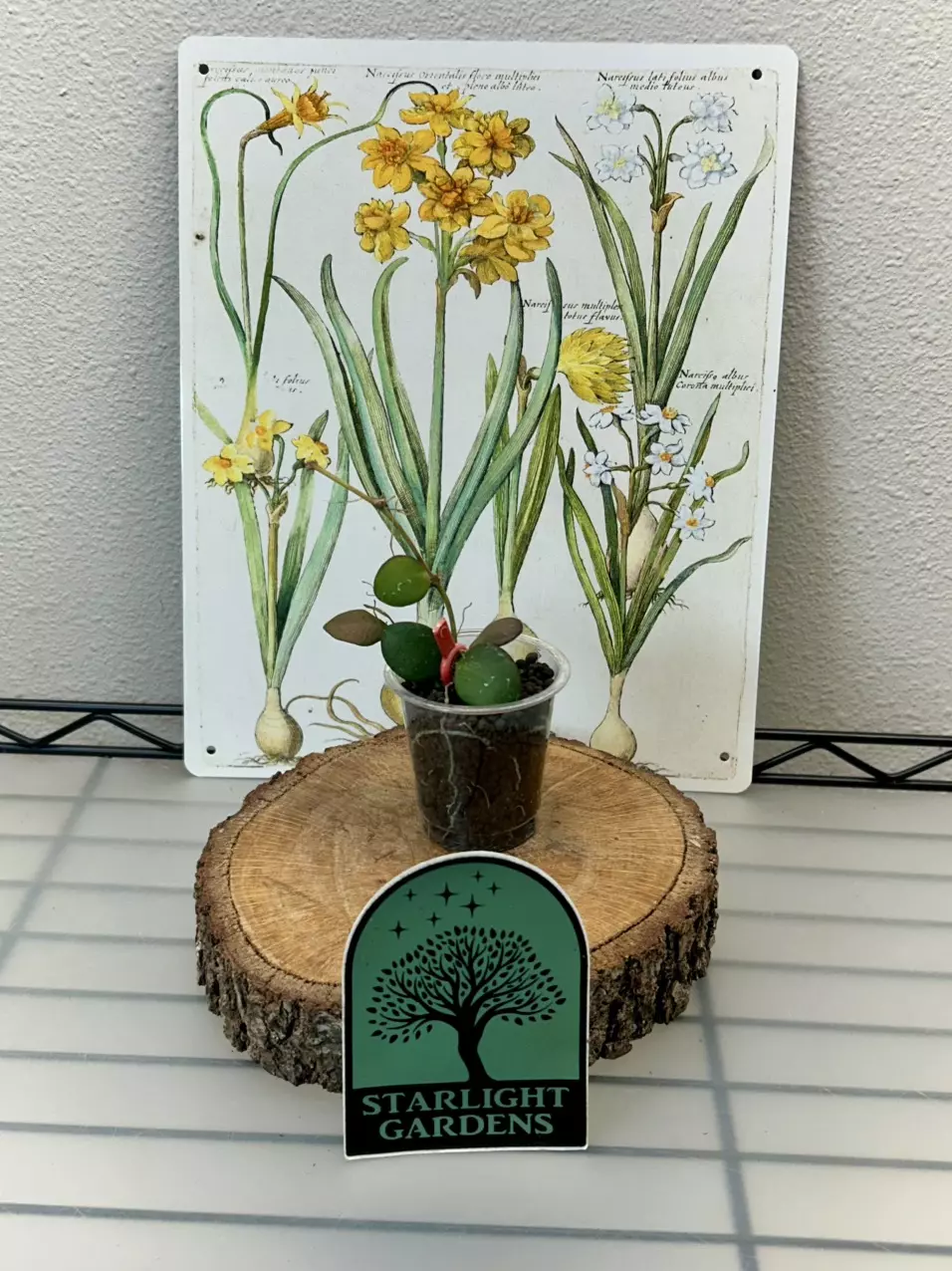 Hoya Carmalea thumbnail