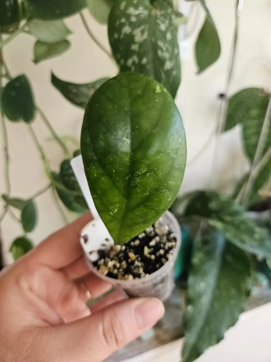 Hoya CV Elvis thumbnail