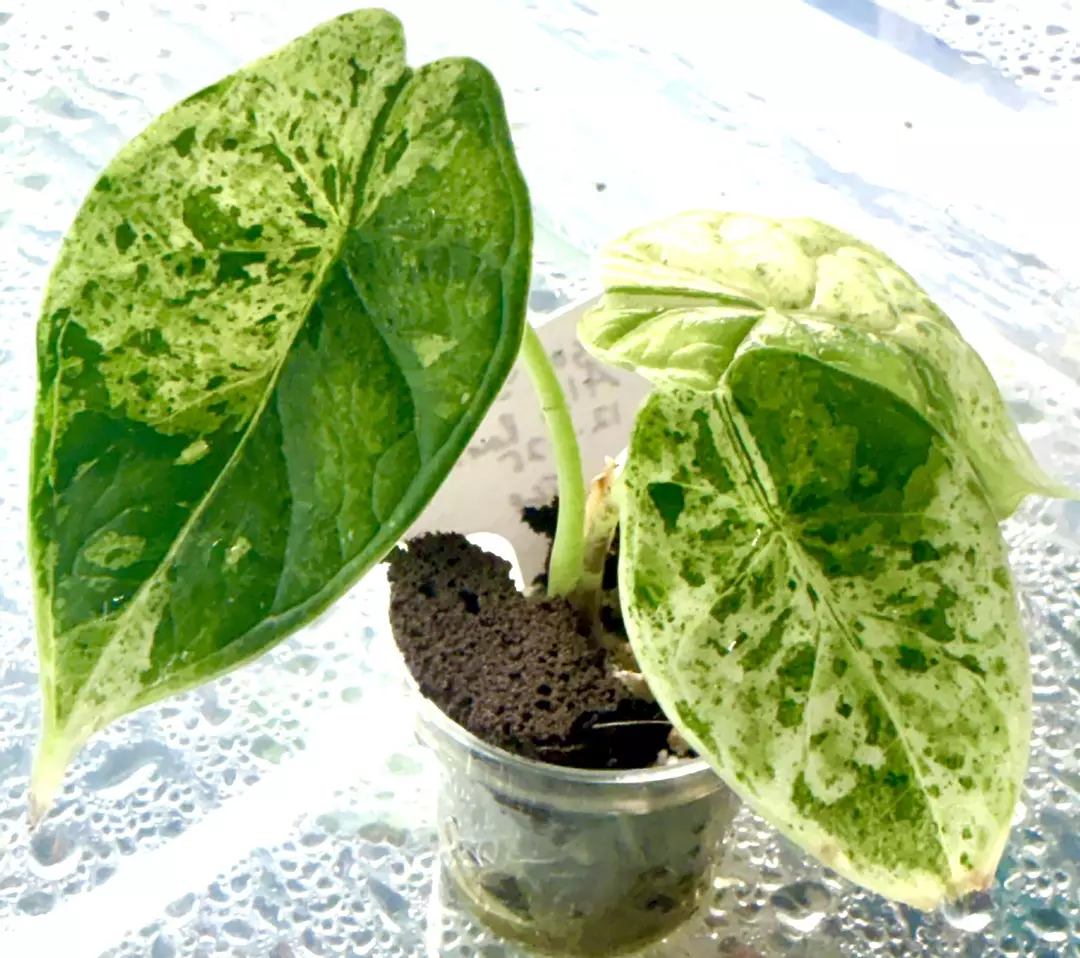 Dragon Scale Albo Growers Choice thumbnail