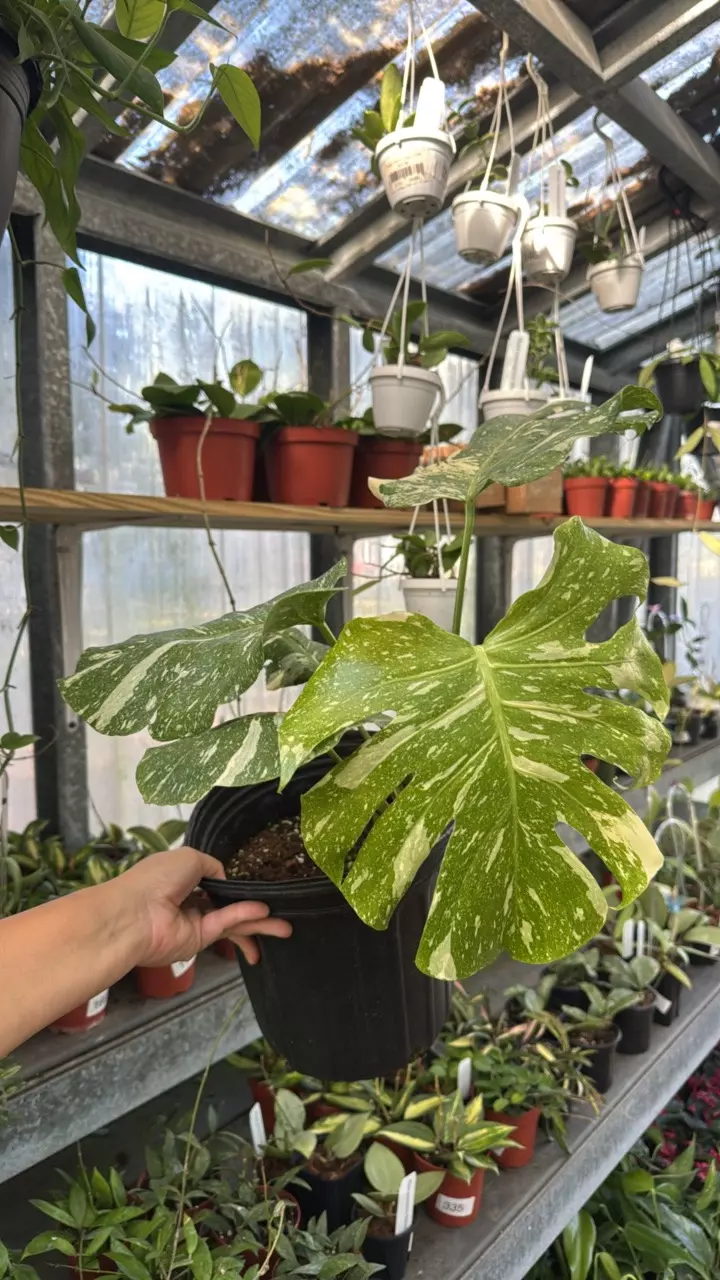 293 Monstera Thai Constellation thumbnail