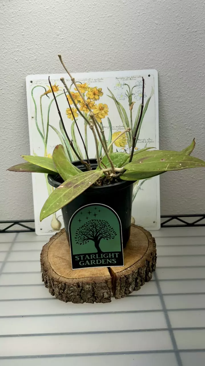 Hoya Verticillata (former acuta) (red leaves) thumbnail