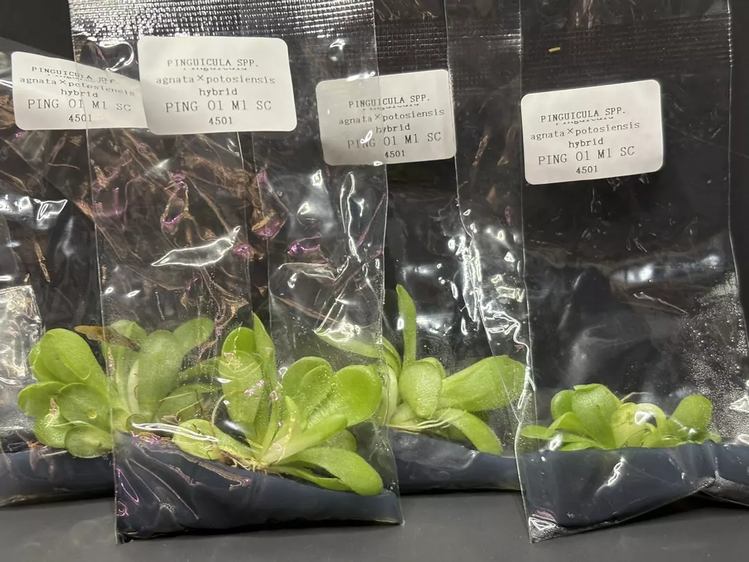 Pinguicula Butterwort Agnata x Potosiensis Tissue Culture  Seller's Choice thumbnail