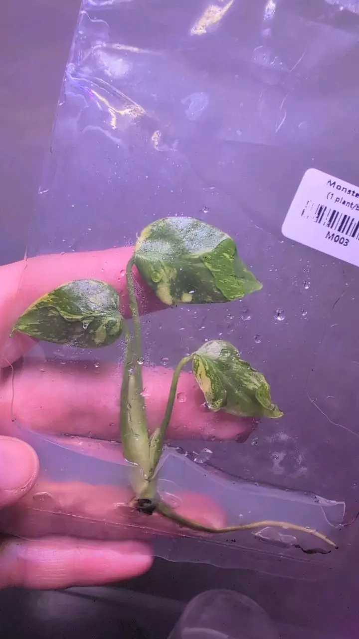 Monstera Electrolyte TC #1 thumbnail