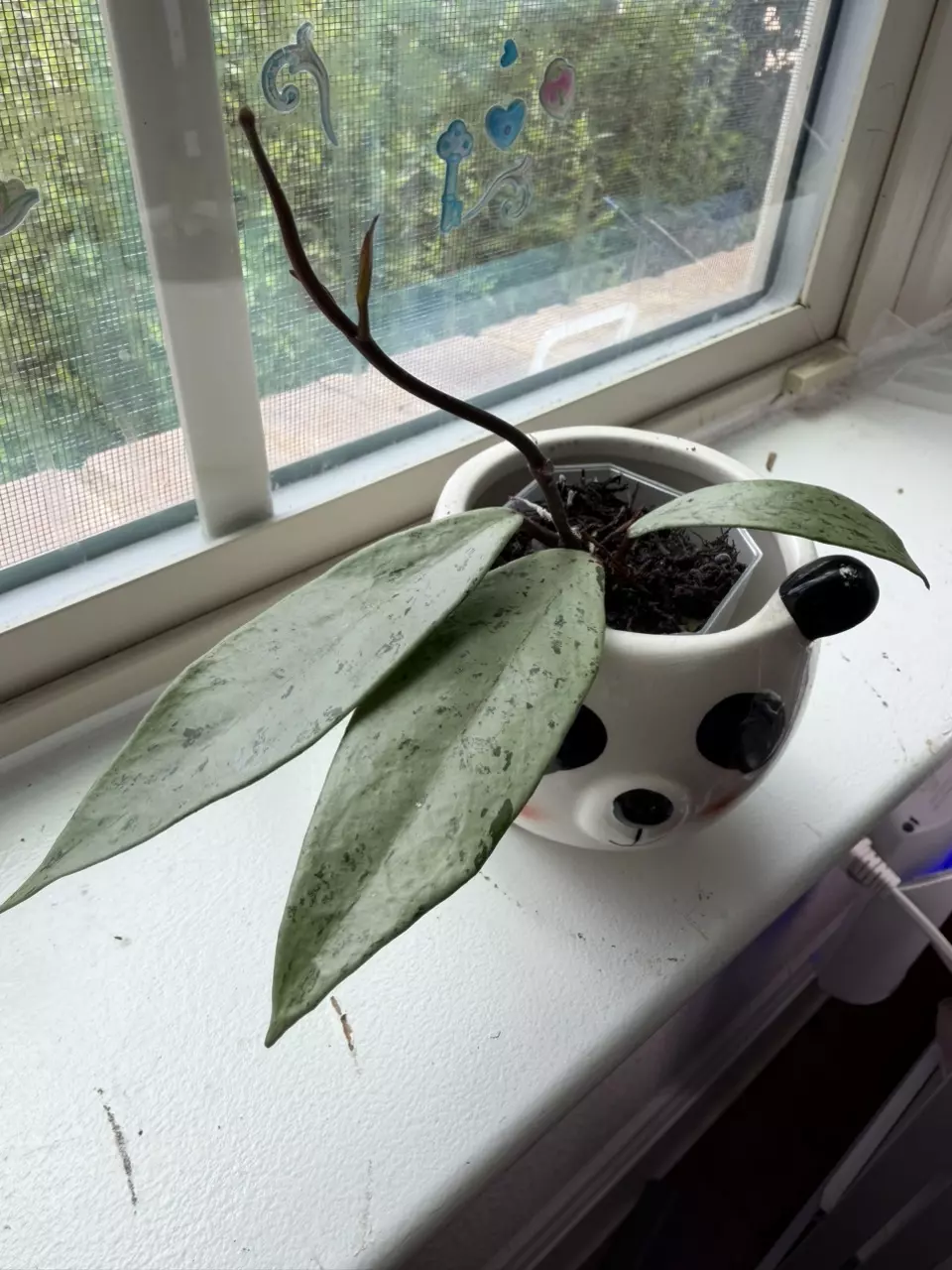 Hoya Pubicalyx silver thumbnail
