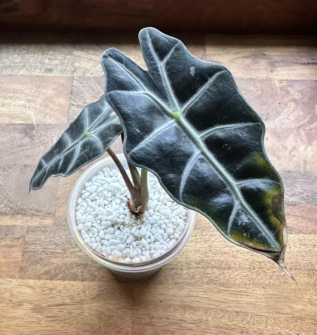 Alocasia Pink Polly (Low Variegation) thumbnail