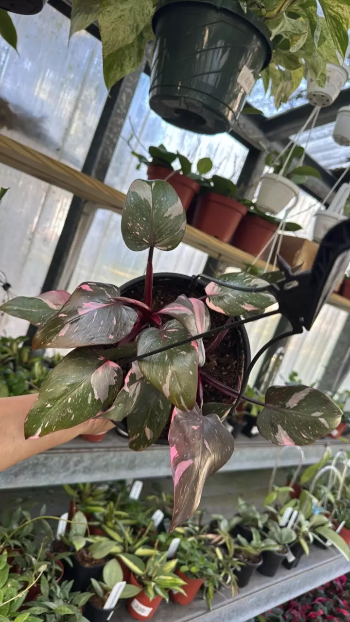299 Philodendron Pink Princess 8” thumbnail