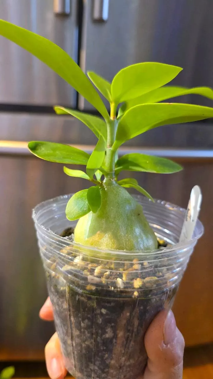 Hypnophytum moseleyanum, ant plant. thumbnail