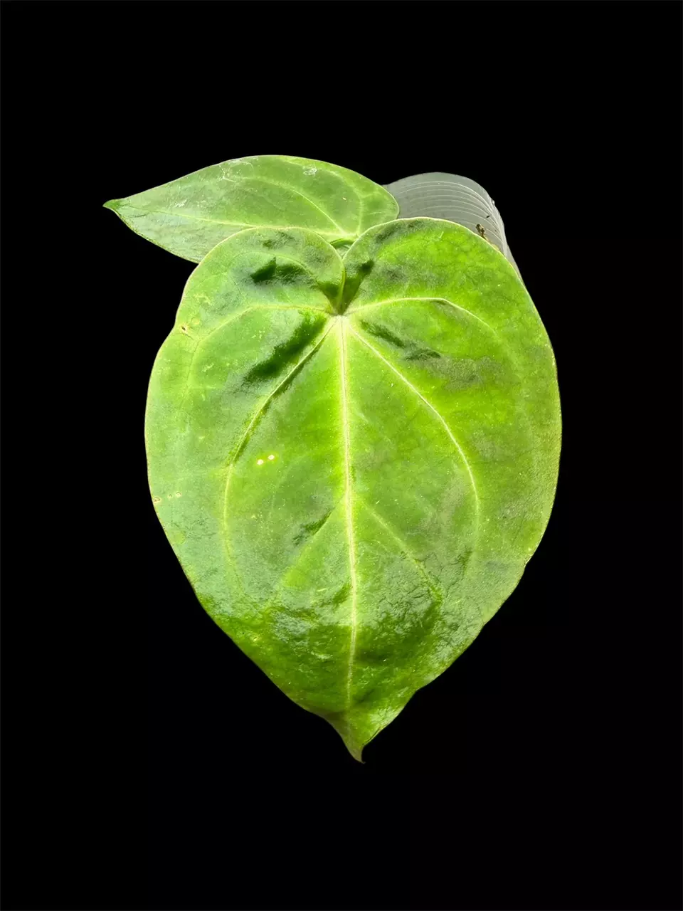 Anthurium No ID thumbnail