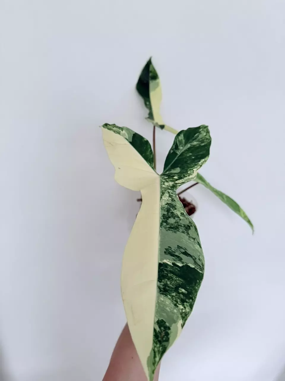 Philodendron Jennifer variegated thumbnail