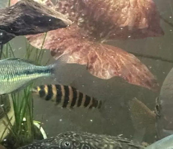 Leporinus thumbnail