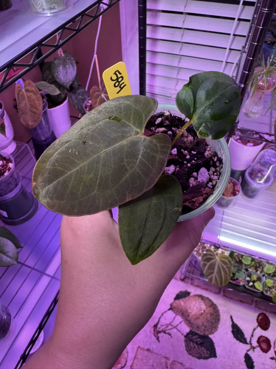 Anthurium AOS x L x LB x(Dark Phoenix x FSRL) 584 thumbnail