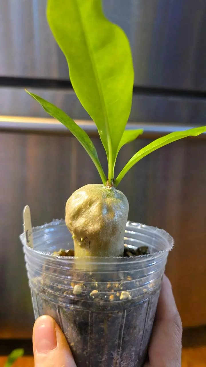 Myrmecodia sp. (Large leaves, soft thorn) Sorong, West Papua thumbnail