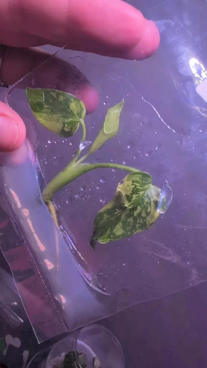 Monstera Electrolyte TC #2 thumbnail
