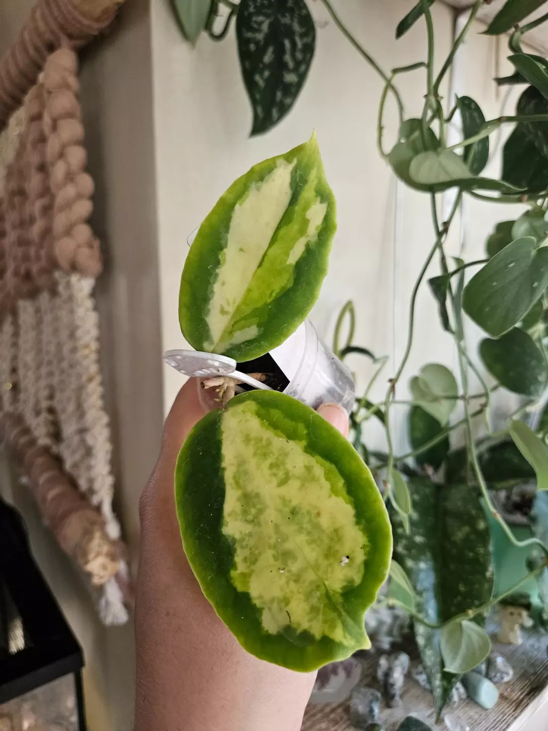 Hoya Incrassata Moonshadow thumbnail