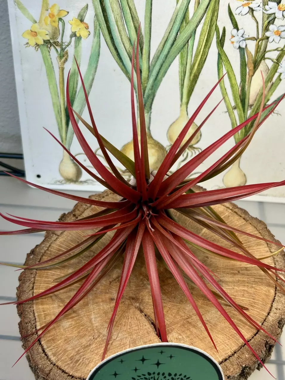 Tillandsia Red Rain thumbnail
