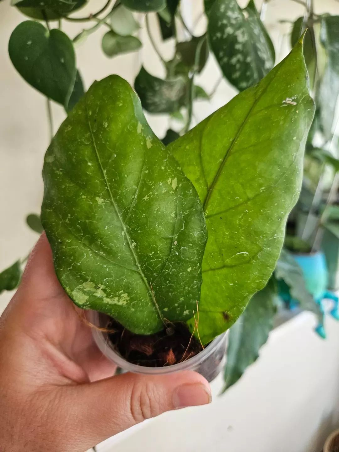 Hoya Aceh Armadillo thumbnail