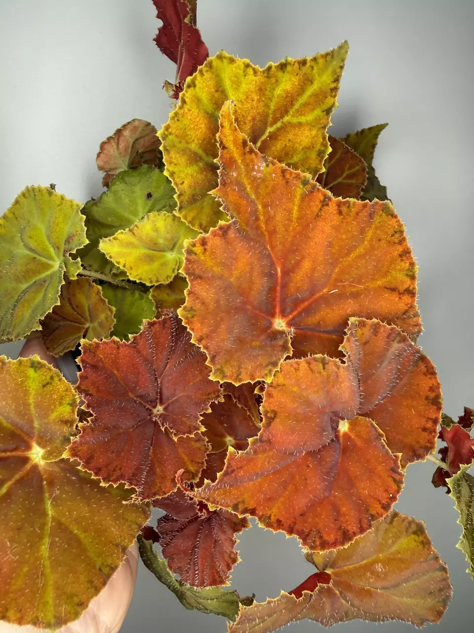 Begonia ‘Amber Love’ - 6” Pot thumbnail