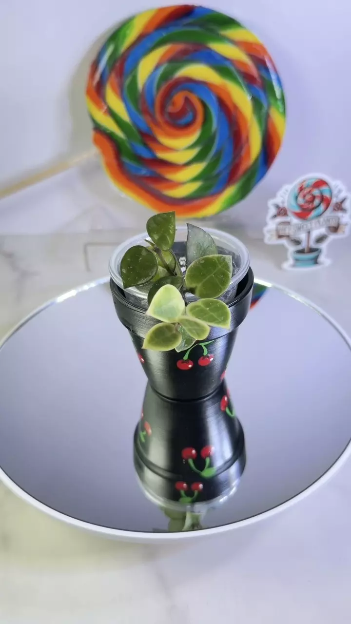 Hoya Lacunosa My Little Runaway thumbnail