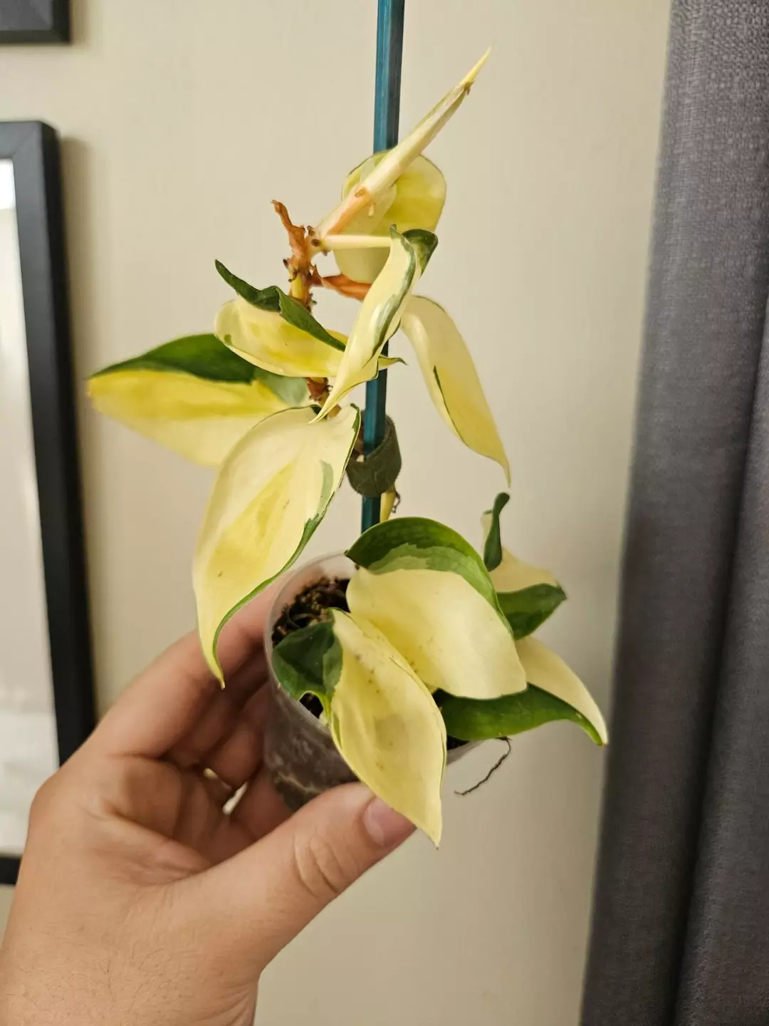 Philodendron Gabby thumbnail