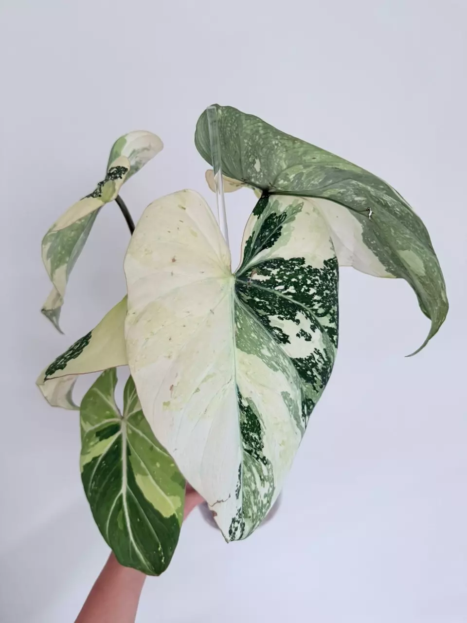 Philodendron gloriosum variegated thumbnail