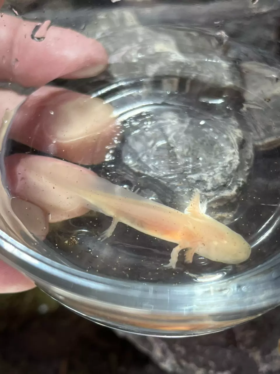 Albino axolotl 2in thumbnail