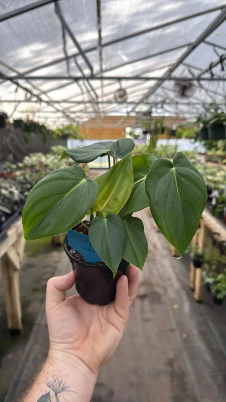 4” philodendron McDowell 1 thumbnail