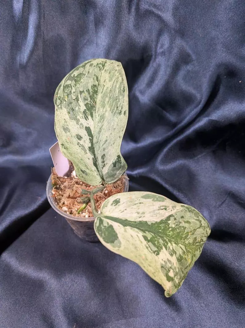 Scindapsus Exotica Acintia thumbnail