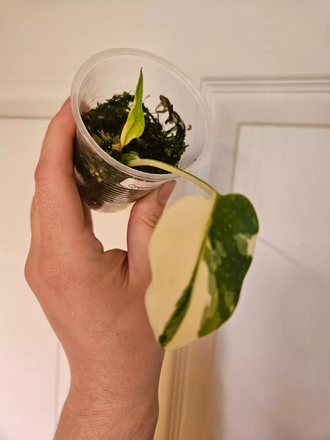 Monstera Creme Brulee starter thumbnail