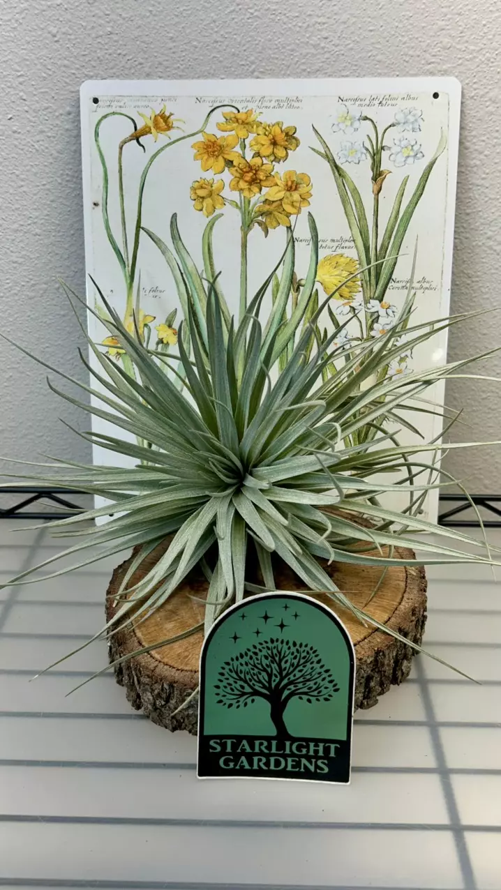 Tillandsia Houston (giant form) thumbnail