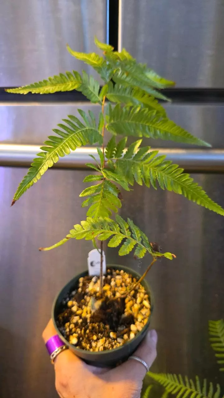 Cibotium Barometz, golden chicken fern thumbnail