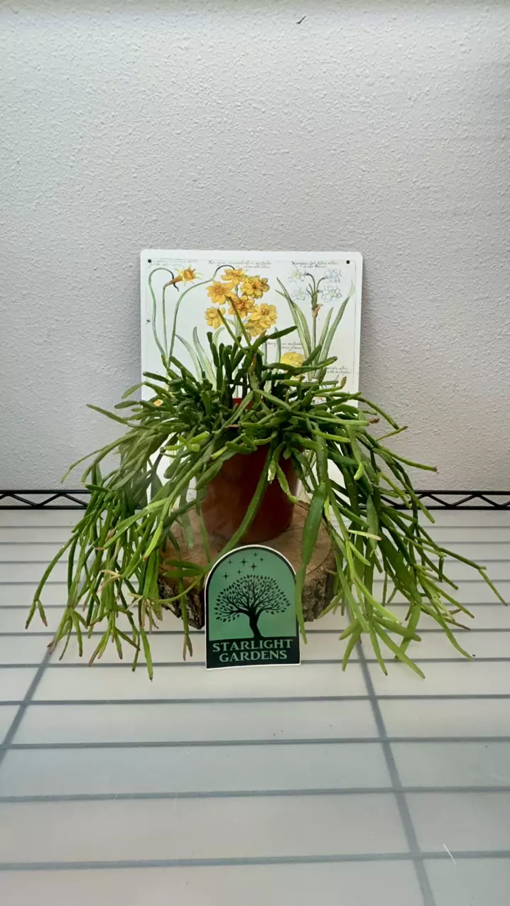 Rhipsalis trigona thumbnail