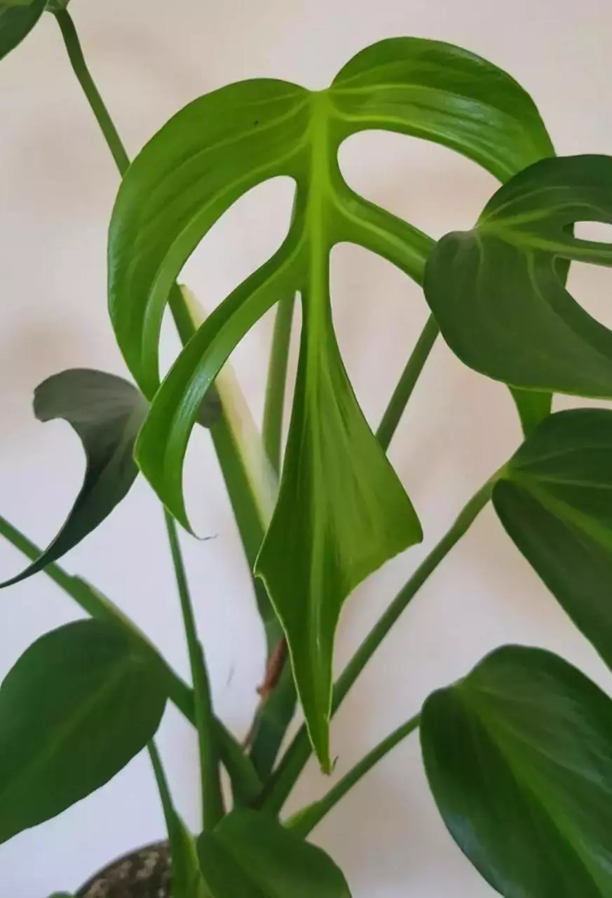 Monstera 'Burle Marx Flame  starter thumbnail