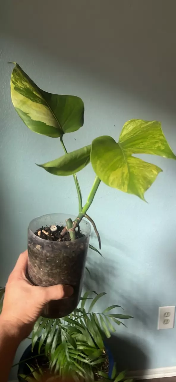 Monstera aurea thumbnail