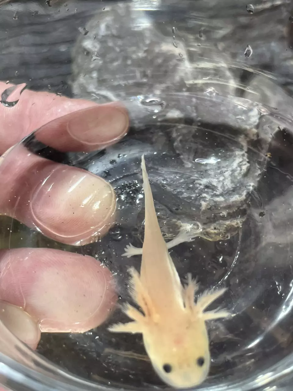 Luesistic axolotl thumbnail