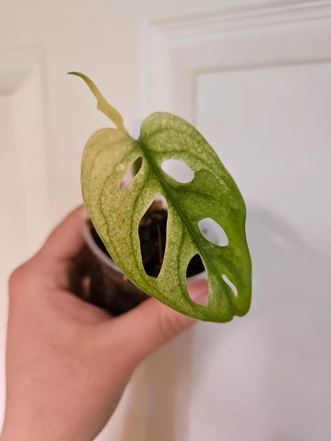 Adansonii indo mint starter thumbnail