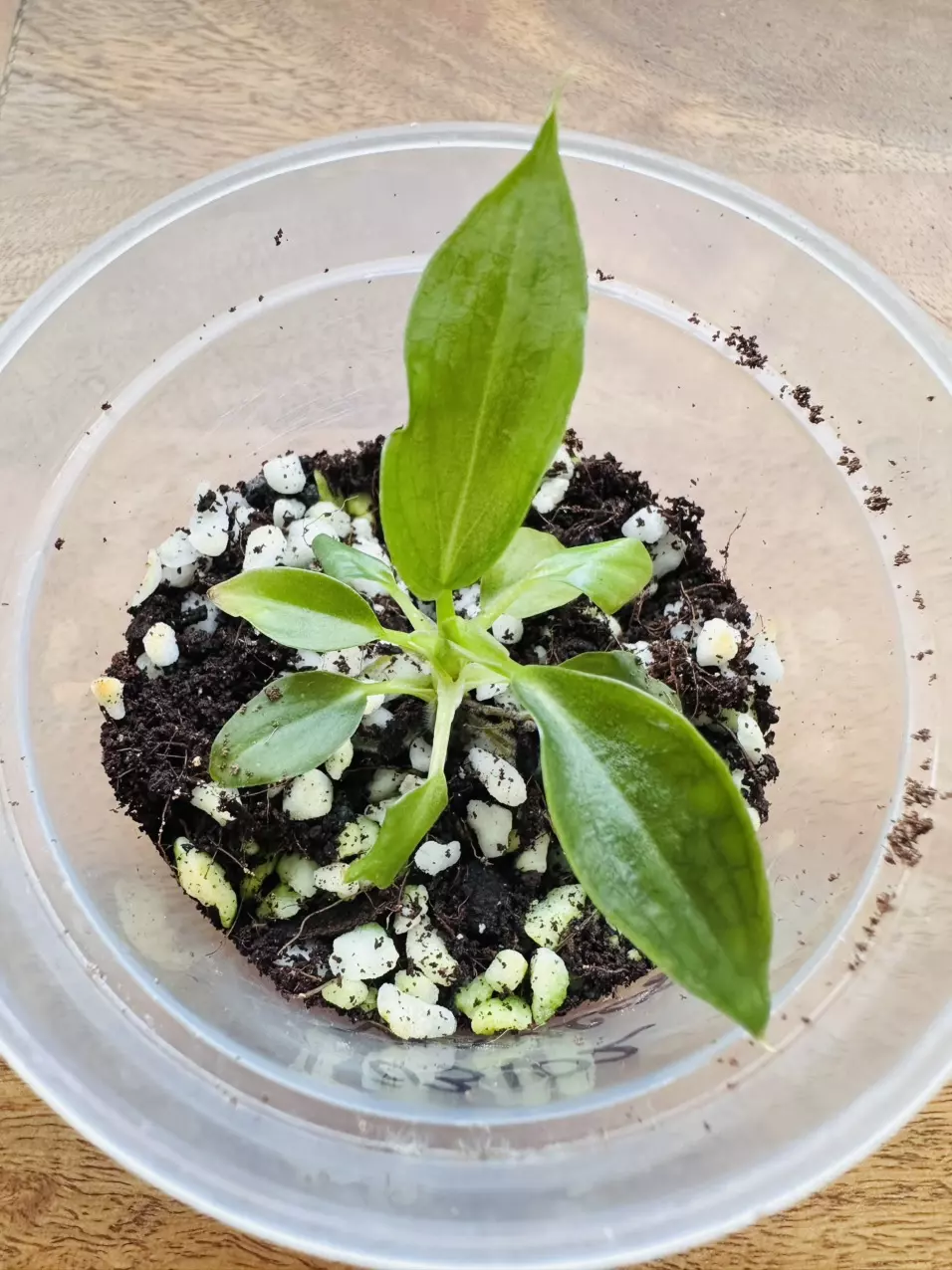 Philodendron Verrucosum Green on Green thumbnail